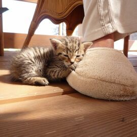 WELLSOFT memory-talpas szobapapucs kókusz szellőzőréteggel WELLSOFT memory-talpas szobapapucs kókusz szellőzőréteggel