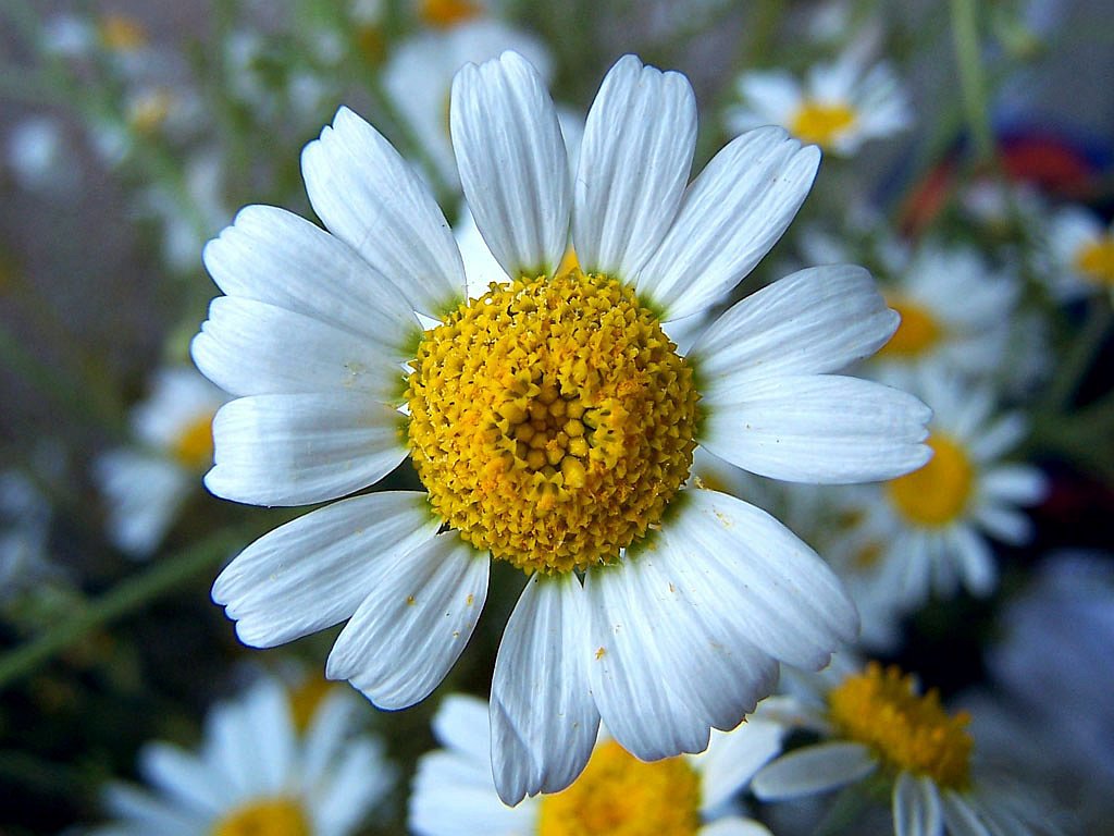 Kamilla - A természet gyógyító ereje! Kamilla - A természet gyógyító ereje!